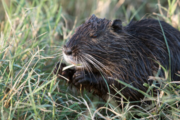 The coypu, also known as the nutria eating plant, Agamon Hula, Israel