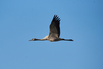 Flying crane, Agamon Hula, Israel