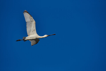 Flying Eurasian Spoonbill, Agamon Hula, Israel