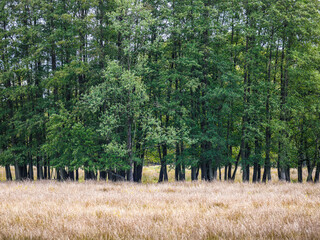 Fototapeta premium trees in the field