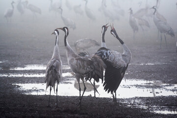 Cranes in Agamon Hula, Israel