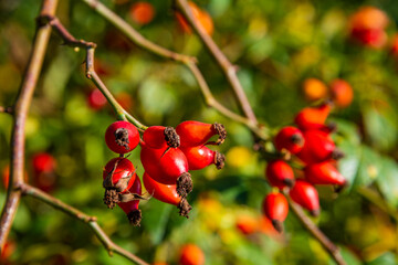 Rosehip bush with red berries