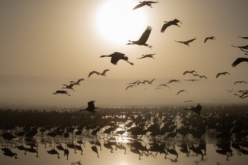 Silhouette of flying cranes against the sun, Agamon Hula, Israel