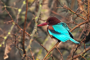 White throated Kingfisher,  Agamon Hula, Israel