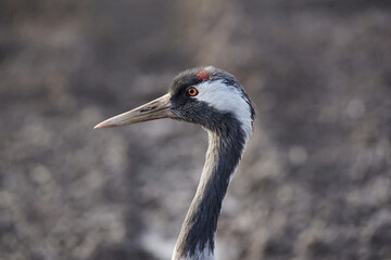 Head of crane, Agamon Hula, Israel