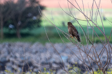 Common Buzzard sitting on the branch, flock of cranes in the background