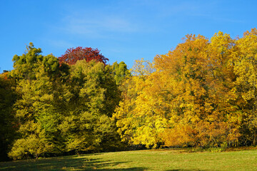 Fototapeta premium goldener Oktober