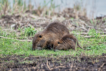 Walking coypu, also known as the nutria, Agamon Hula, Israel