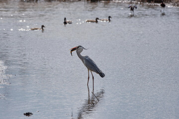 Crane eating fish, Agamon Hula, Israel