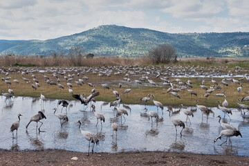 Fototapeta na wymiar Cranes in Agamon Hula Valley