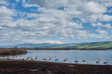 Cranes in Agamon Hula Valley