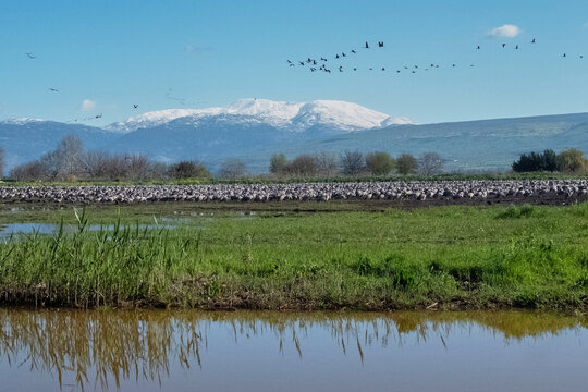 Hule Bilder Durchsuchen 1,219 Archivfotos, und Videos