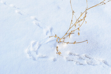 frozen icy lone shrub with ruffled twigs against a background of bright white snow on a winter sunny day