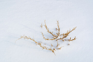 frozen icy lone shrub with ruffled twigs against a background of bright white snow on a winter...
