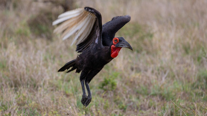 Southern ground hornbill in flight