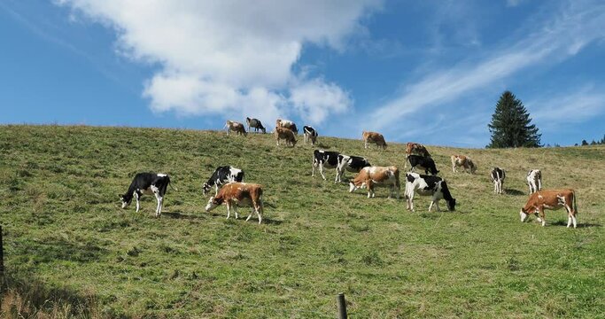 K&uuml;he und Ochsen. Holstein Rotbunt und Schwarzbunt, Enthornte Rinder, auf eine Weide grasen im Schwarzwald
