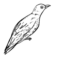 Little Bird illustration isolated on white background. Vector illustration. Starling sketch