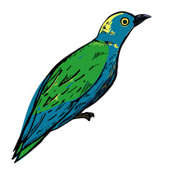 Little Bird illustration isolated on white background. Vector illustration. Starling sketch