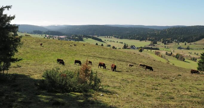 (Bos taurus) Herde Ochsen, K&uuml;he und K&auml;lber grasen auf einer Weide im Schwarzwald
