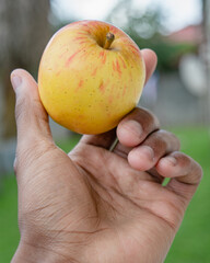 African hand holding apple fruit