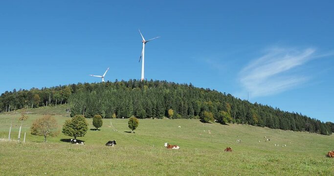 Wiederk&auml;uende K&uuml;he - Bos taurus - liegen auf einer Weide im Schwarzwald