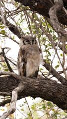 verreaux's eagle owl in a tree