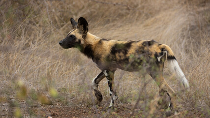 a young African wild dog pup
