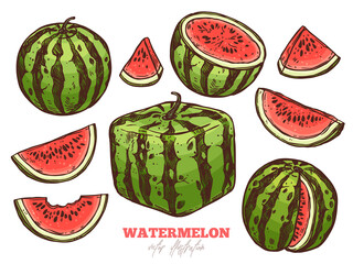 Watermelon vector color sketch doodle set. Half, cutting, slices and cubic fruit. Hand drawn food illustration