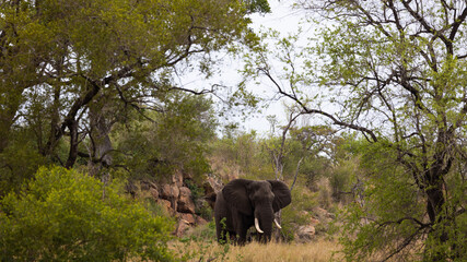 Big african elephant in the bush