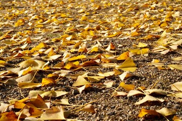 イチョウのじゅうたん