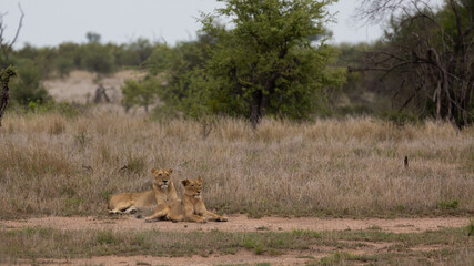 African lions in the wild