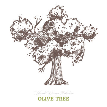 Vector sketch olive tree. High detailed hand drawn engraving and etching illustration for olive oil company