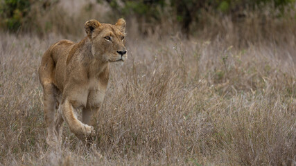 Fototapeta na wymiar a lioness in stalking mode