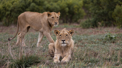 Fototapeta na wymiar Young male lion in the wild