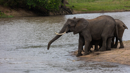 African elephants at the waterhole