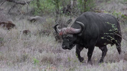 Crédence de cuisine en verre imprimé Hyène Large spotted hyena pulling a kudu carcass