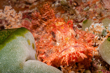 Kontakt mit dem Drachenkopf kann sehr Schmerzhaft werden