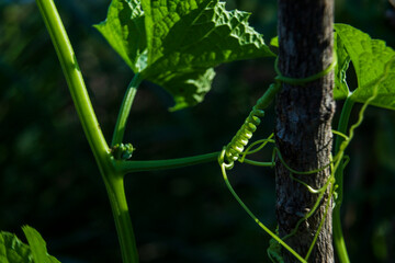 Pumpkin Tendril