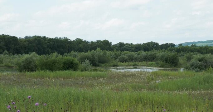R&eacute;serve naturelle et prot&eacute;g&eacute;e - Ile du Rhin - Petite Camargue alsacienne entre le Rhin et le Grand canal d'Alsace