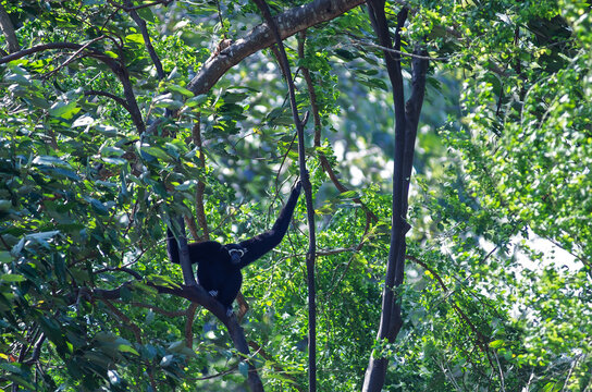 Black gibbon sitting on the tree branch in the tropical jungle