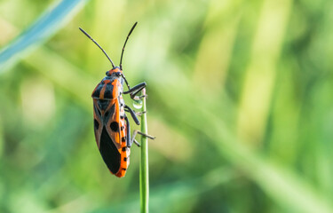 red bug on a green grass