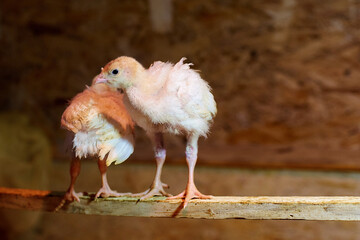 Two small, yellow turkeys sit on a perch in an incubator. Chicks in the pen. Poultry farm. Chickens.