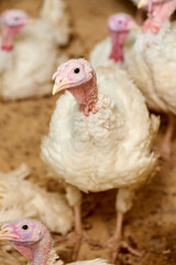A close-up of a turkey in a pen, raised in captivity. Poultry farm. Industrial breeding of turkeys. Light bird. Bird incubator.