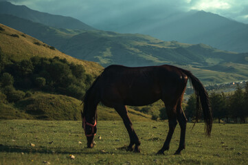 Fototapeta na wymiar a horse eats grass in a high-altitude pasture