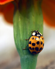 Ladybug sits on beautiful flowers