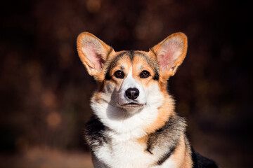 dog welsh corgi pembroke in autumn outdoors
