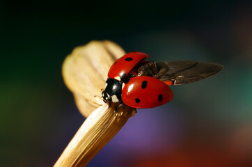 Ladybug sits on beautiful flowers
