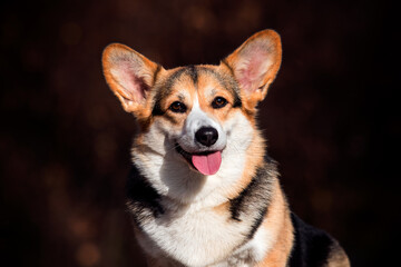dog welsh corgi pembroke smiling in autumn outdoors