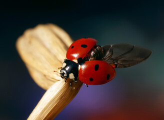 Ladybug sits on beautiful flowers