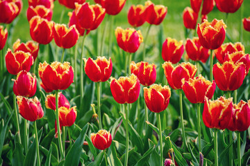 Orange tulip flowers